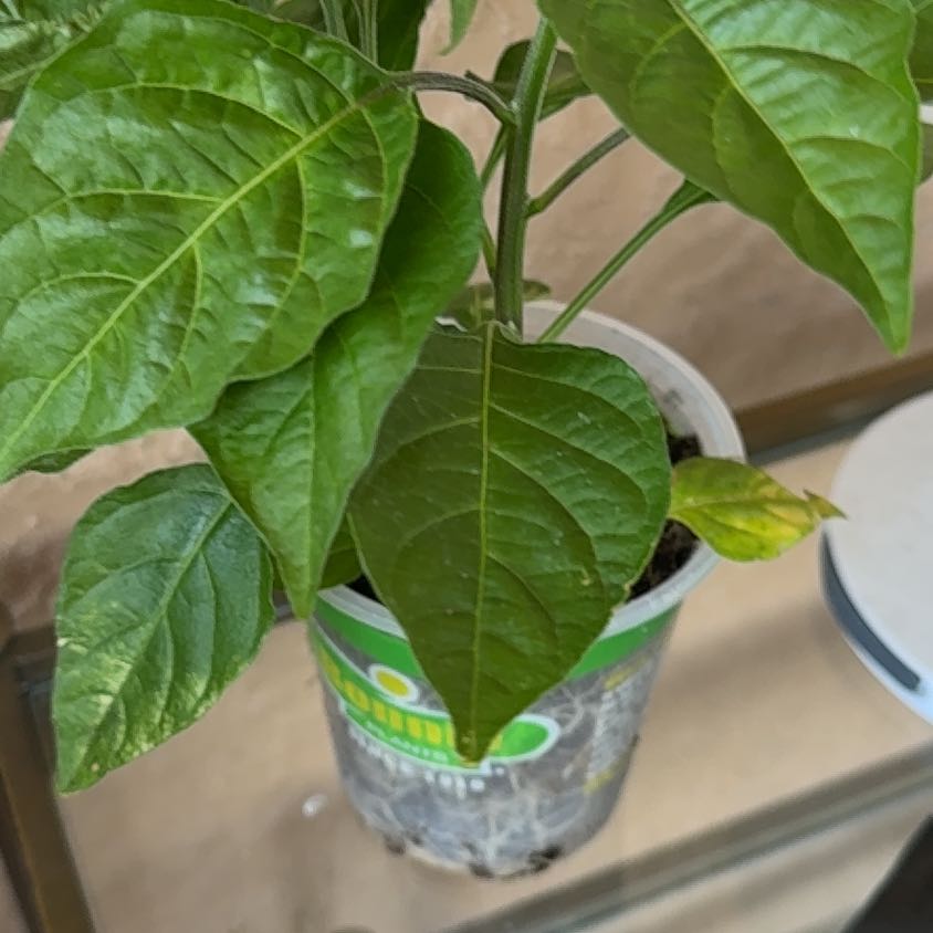 Photo of the plant species Jalapeño Pepper by @ElderLemon19 named Shakira on Greg, the plant care app