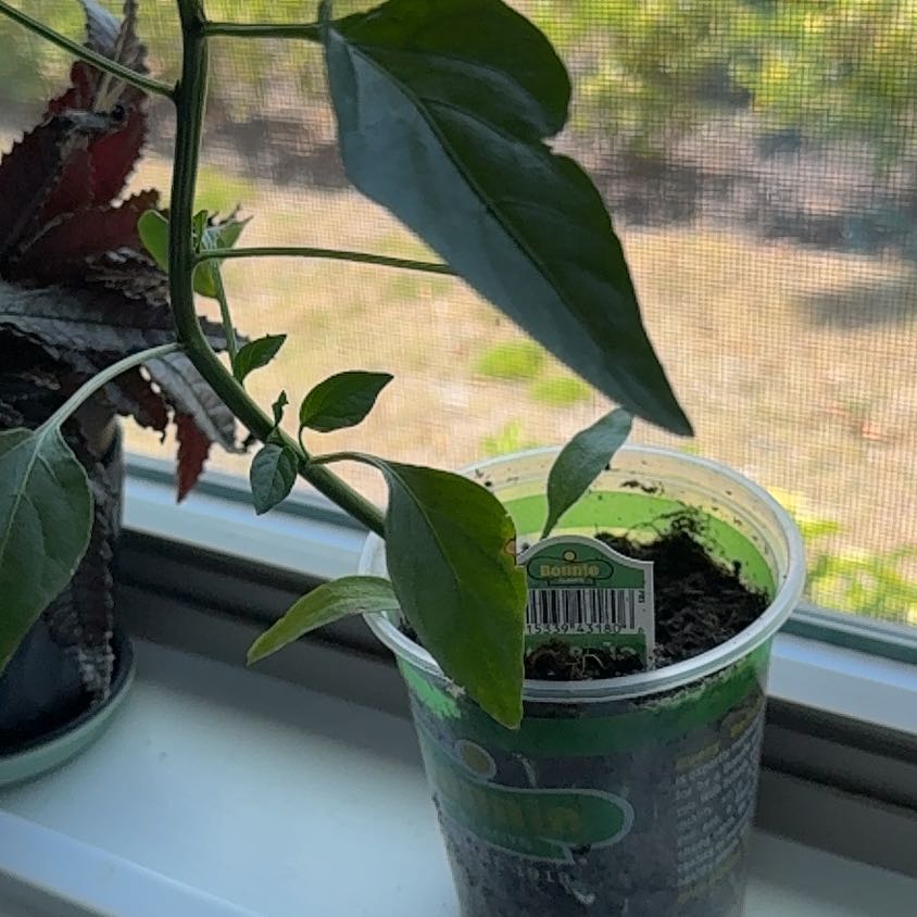 Photo of the plant species Habanero Pepper by @ElderLemon19 named Tree Diddy on Greg, the plant care app