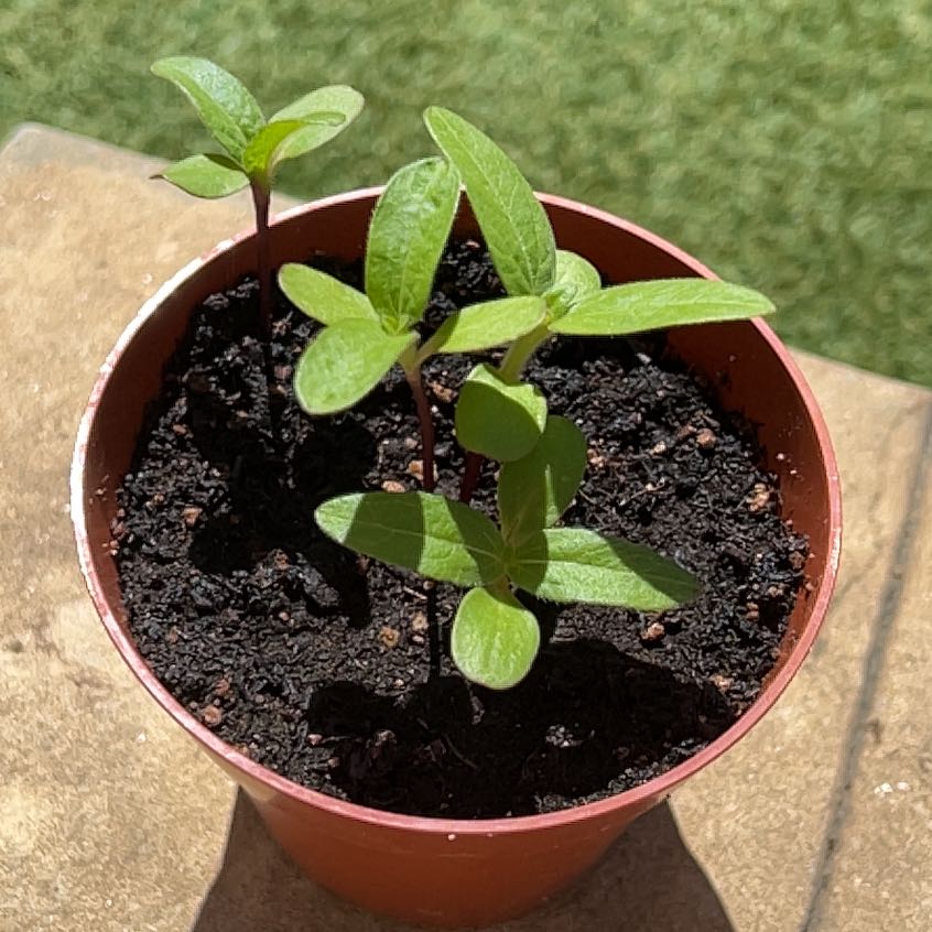 Photo of the plant species Autumn Beauty Sunflower by @UpbeatHemlock named Sigmund on Greg, the plant care app