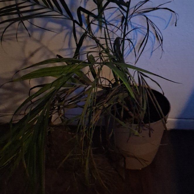 Photo of the plant species Majestic Palm by @FitCobnut74 named Girlfrond on Greg, the plant care app
