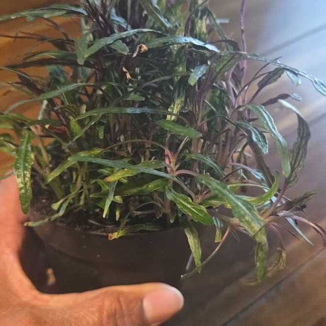Photo of the plant species Dragon Tongue Bush Bean by @BigCowpea96 named Dax on Greg, the plant care app