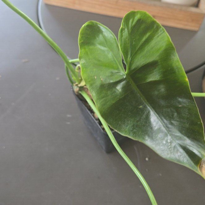 Photo of the plant species Burl Marx Philo by @BigCowpea96 named Shakira on Greg, the plant care app