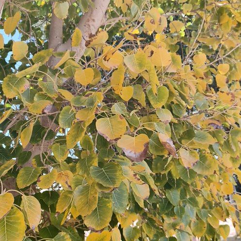 Photo of the plant species Bodhi Tree by @GoodRedash67 named Terra on Greg, the plant care app
