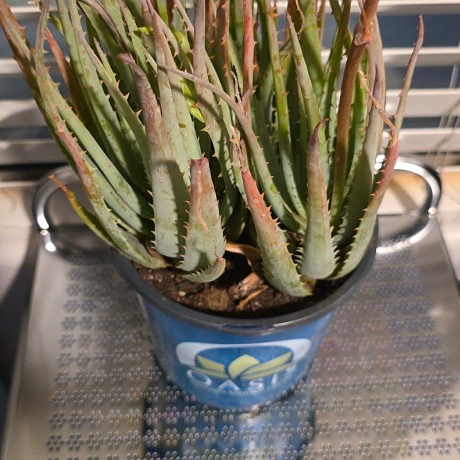 Photo of the plant species Blue Leaf Aloe by @ZealfulKaro58 named Twink on Greg, the plant care app