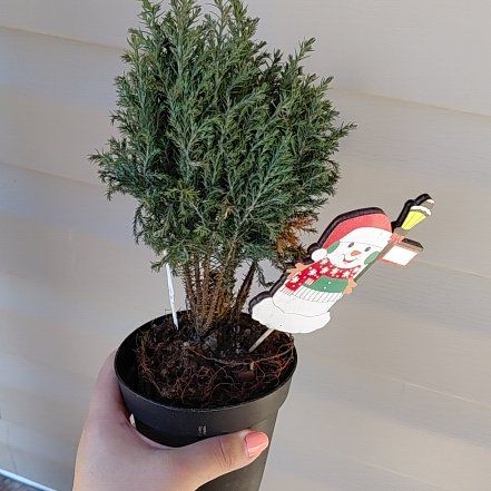Photo of the plant species European Cypress by @ValidDuranta73 named Woody on Greg, the plant care app