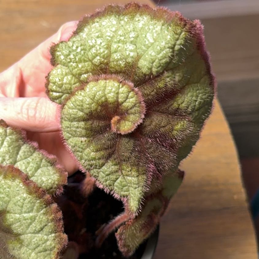 Photo of the plant species Rex Begonia 'Escargot' by @BabyDuwei61 named Marilyn on Greg, the plant care app