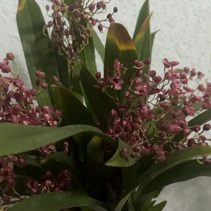 Photo of the plant species Oncidium HOF by @SuperNikkofir80 named Mimi on Greg, the plant care app