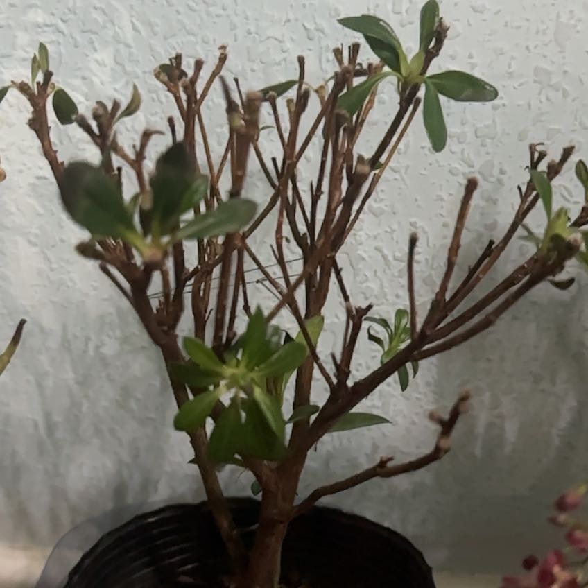 Photo of the plant species Azalia 'autumn Majesty' by @SuperNikkofir80 named Caca on Greg, the plant care app