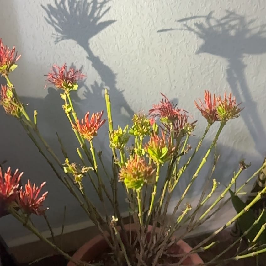 Photo of the plant species Red Ixora by @SuperNikkofir80 named Cleopatra on Greg, the plant care app