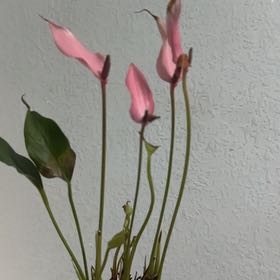Photo of the plant species Lilli by @SuperNikkofir80 named Stella on Greg, the plant care app