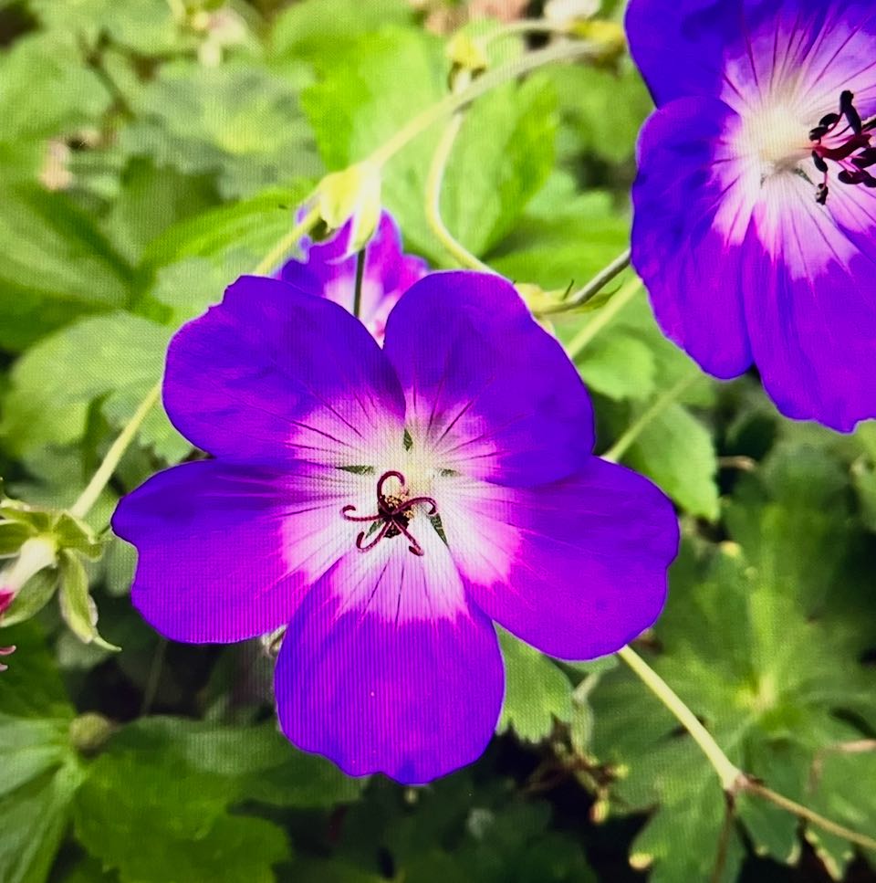 Photo of the plant species Wood Crane's-Bill by @UrbanePilea31 named Delilah on Greg, the plant care app
