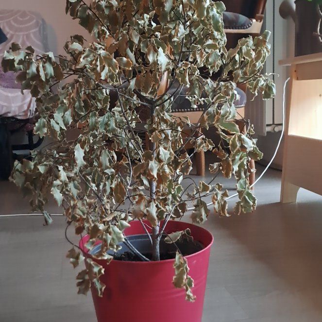 Photo of the plant species Pittosporum by @GuruCorn85 named Plato on Greg, the plant care app