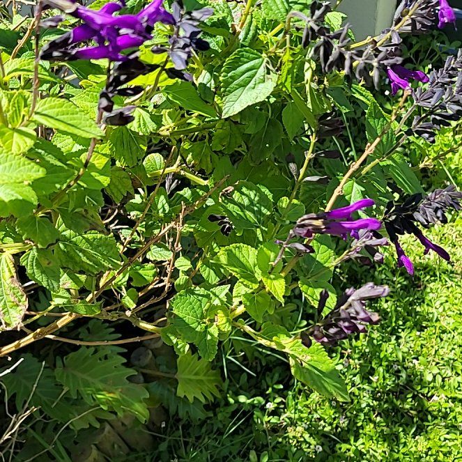 Photo of the plant species Mona Lavender by @BoldBoxholly42 named Zeus on Greg, the plant care app