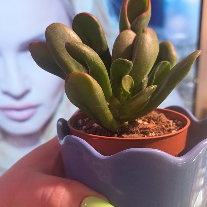 Photo of the plant species Variegated ET's Fingers by @YernAlula88 named Mochi on Greg, the plant care app