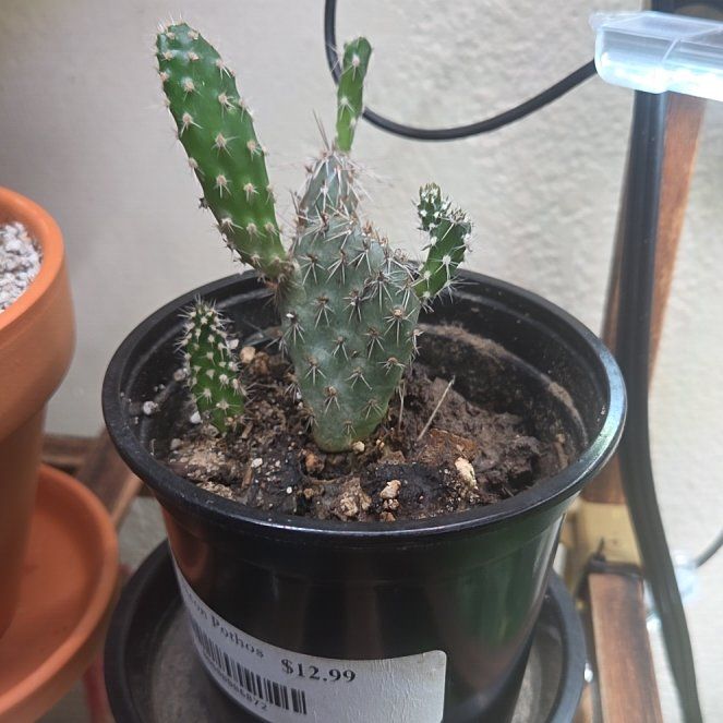 Photo of the plant species Plains Prickly Pear 'Album' by @YernAlula88 named Tree Diddy on Greg, the plant care app