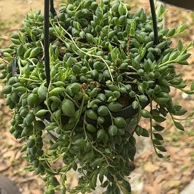 Photo of the plant species String of Raindrops by @ProponentofTutu named Drippy on Greg, the plant care app