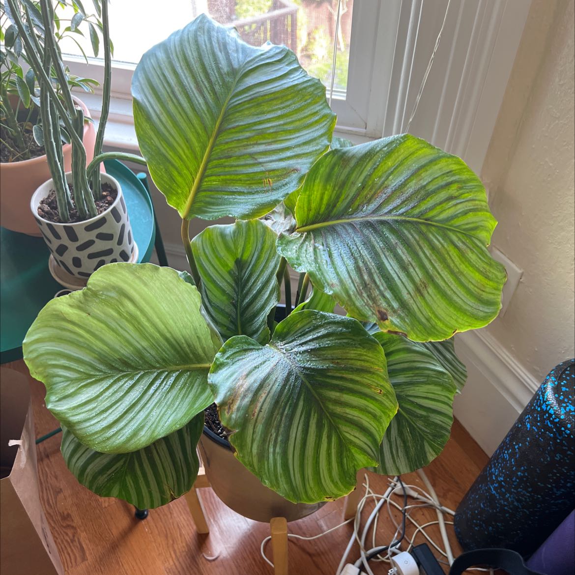 Calathea Orbifolia plant with large, striped leaves, some browning at edges, in a well-lit indoor setting.