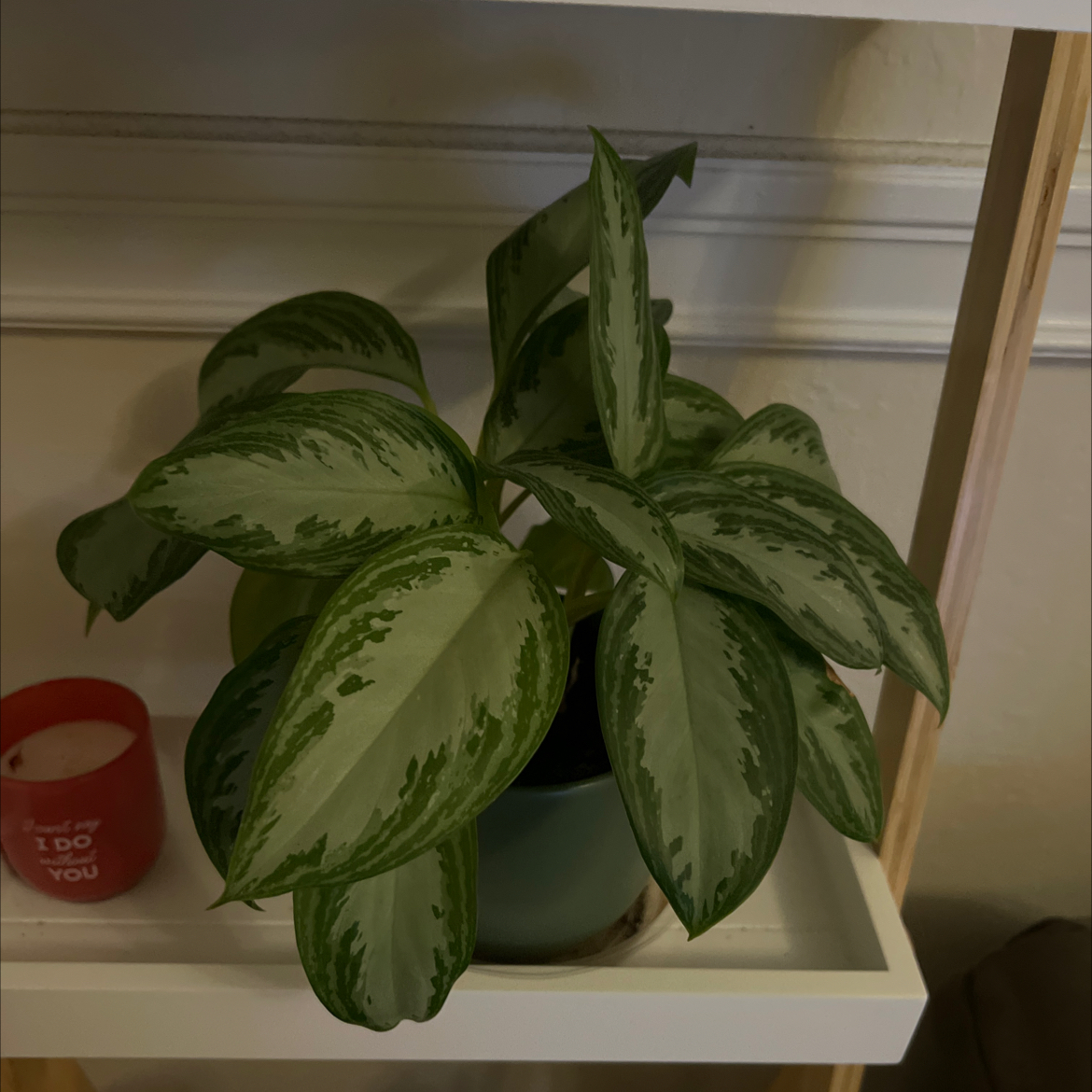 Healthy Chinese Evergreen houseplant with large variegated green leaves in a white plastic pot, on a shelf with a red container.