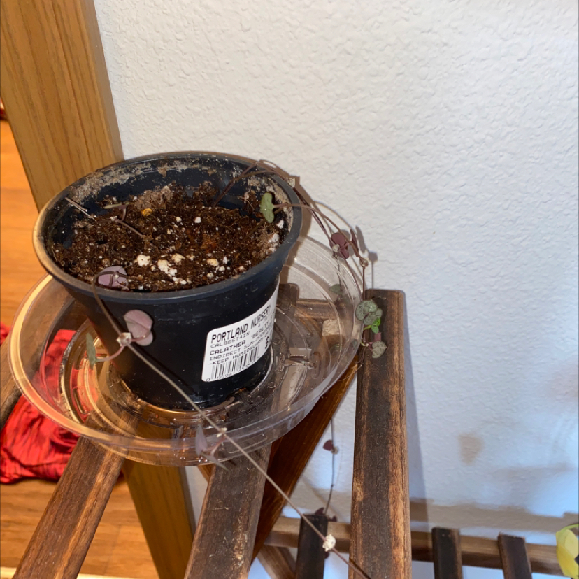 Chain of Hearts plant photo by @hailleemarie named Elle on Greg, the plant care app.