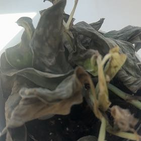 Photo of the plant species Scindapsus Silver Lady by @YeahRoussea34 named Delilah on Greg, the plant care app