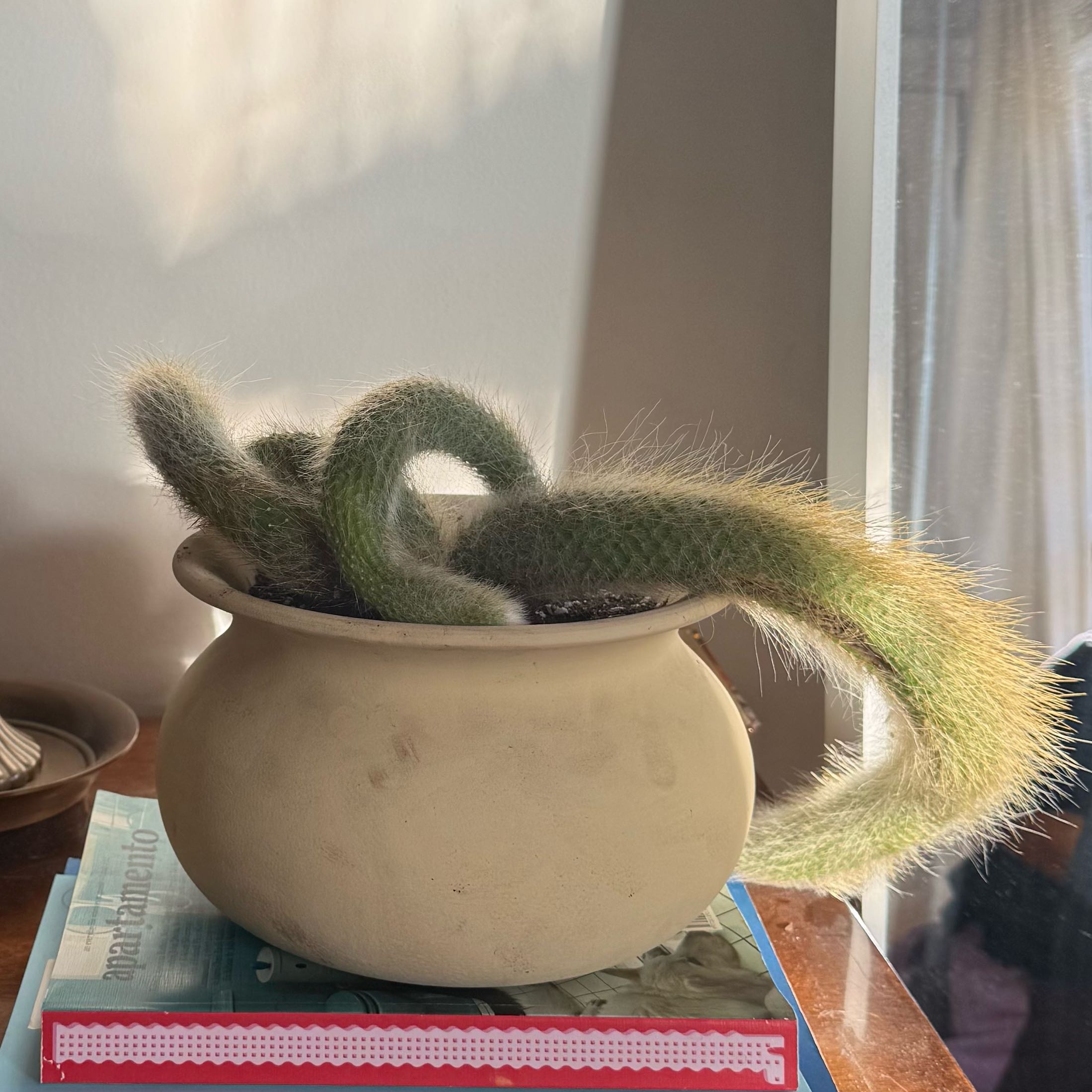 Photo of the plant species Monkey Tail Cactus by @BraveChosmo named Tamarin on Greg, the plant care app