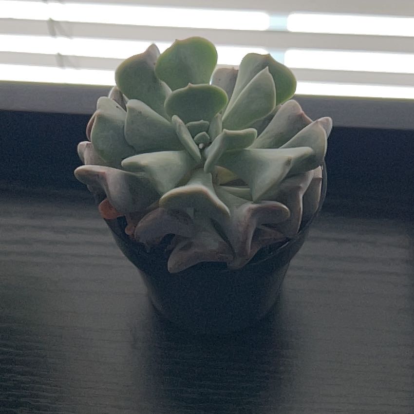 Photo of the plant species Echeveria by @ActivePawpaw12 named Beyonce on Greg, the plant care app