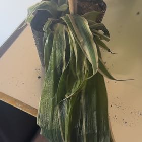 Photo of the plant species Common Oat by @NeatFuscia42 named Darwin on Greg, the plant care app