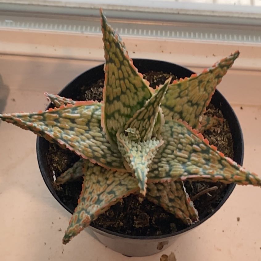 Photo of the plant species Aloe 'Firecracker' by @OodlesCentaury5 named Duke on Greg, the plant care app