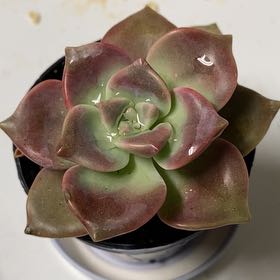 Photo of the plant species Five Stamen Graptopetalum by @PrimeGardenia66 named Imperator on Greg, the plant care app