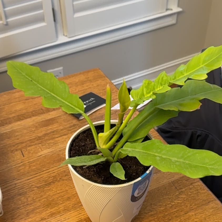 Photo of the plant species Golden croc by @WiredHedgemaple named Steve Erwin on Greg, the plant care app