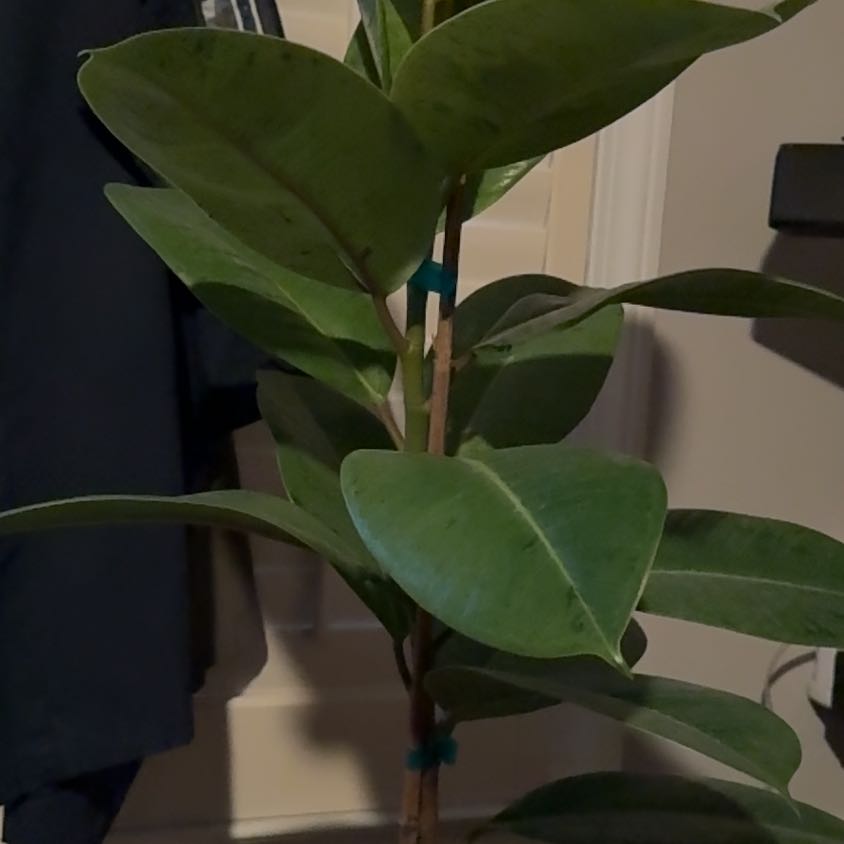 Photo of the plant species Ficus Moonshine by @WiredHedgemaple named Curie on Greg, the plant care app