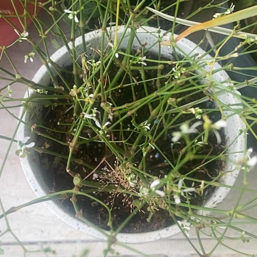 Photo of the plant species Grassleaf Spurge by @FabDodder37 named White on Greg, the plant care app