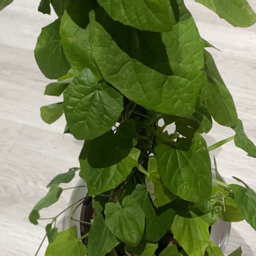 Photo of the plant species Catalpa by @FabDodder37 named Maya on Greg, the plant care app