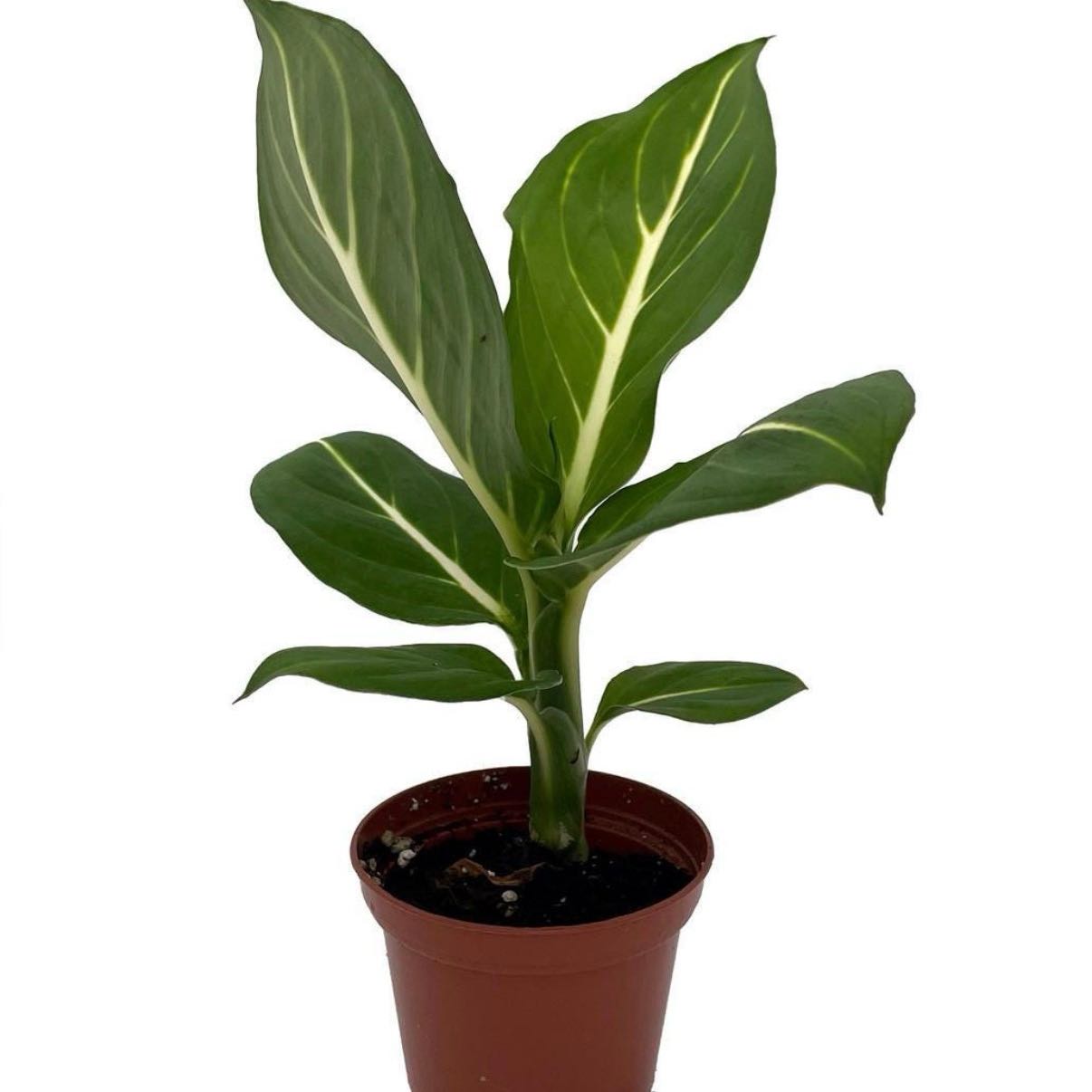 Photo of the plant species Sterling Dieffenbachia by @IdealLecanora77 named ChloroPhil on Greg, the plant care app