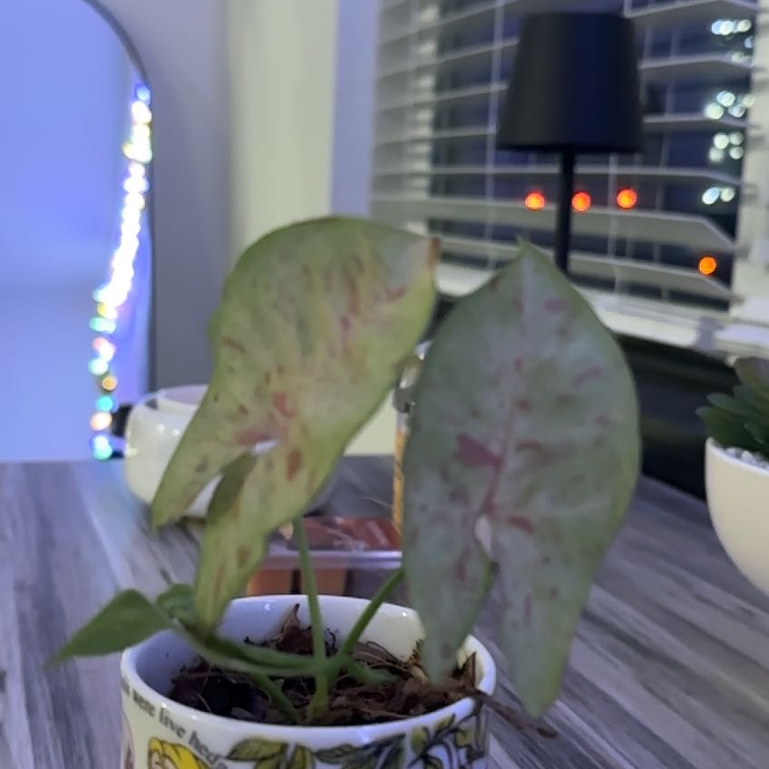 Photo of the plant species Arrowhead by @Yellowtower44 named Sol on Greg, the plant care app