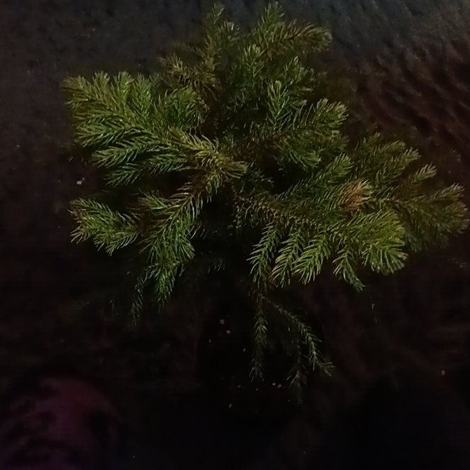 Photo of the plant species Dendrolycopodium dendroideum by @PiousLemon34 named Bruce Lee on Greg, the plant care app