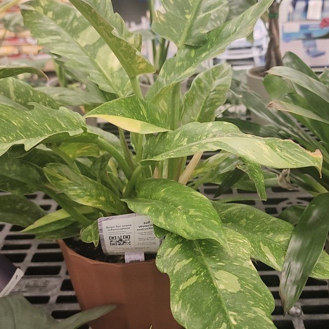 Photo of the plant species Dragon Arum by @AgileRye25 named Fernie Saunders on Greg, the plant care app