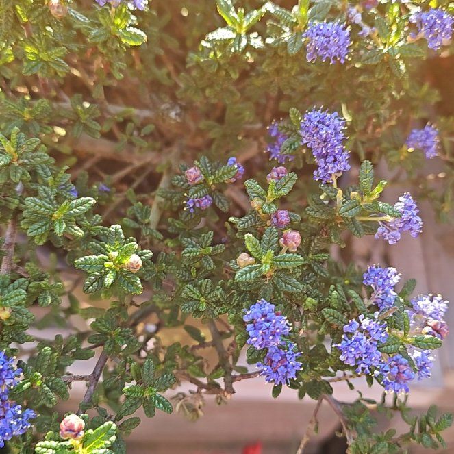 Photo of the plant species Wartleaf Ceanothus by @SacredTamarind9 named Drake on Greg, the plant care app