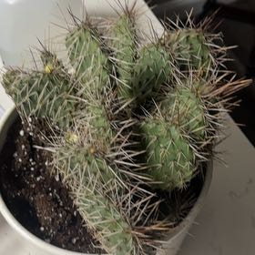 Photo of the plant species Opuntia rhodantha 'Grand Mesa Peach' by @FlashyTauhinu16 named Plant 1 on Greg, the plant care app