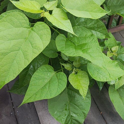 Photo of the plant species Catalpa by @LovingRedmint57 named Sigmund on Greg, the plant care app