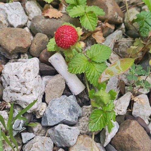 Photo of the plant species Mock Strawberry by @LovingRedmint57 named Kardashian on Greg, the plant care app