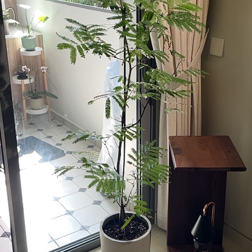 Photo of the plant species Japanese Everfresh Tree by @PrizeRose52 named Athena on Greg, the plant care app