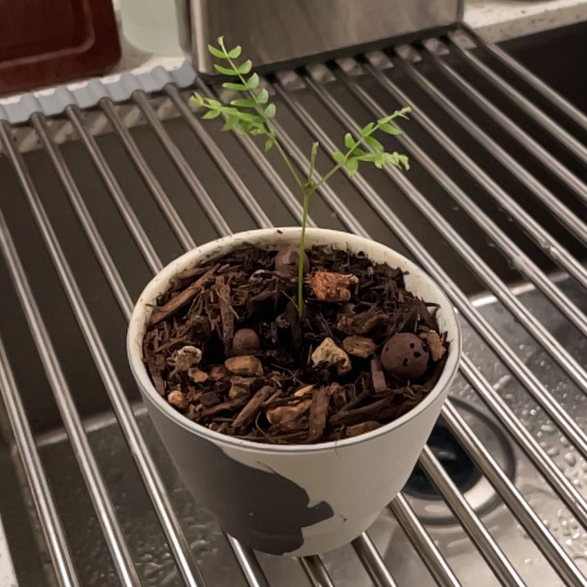 Photo of the plant species Japanese Everfresh Tree by @PrizeRose52 named Rihanna on Greg, the plant care app