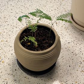 Photo of the plant species Japanese Everfresh Tree by @PrizeRose52 named Treeyoncé on Greg, the plant care app