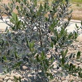 Photo of the plant species Arbequina Olive Tree by @TitanicMira66 named Olivia on Greg, the plant care app