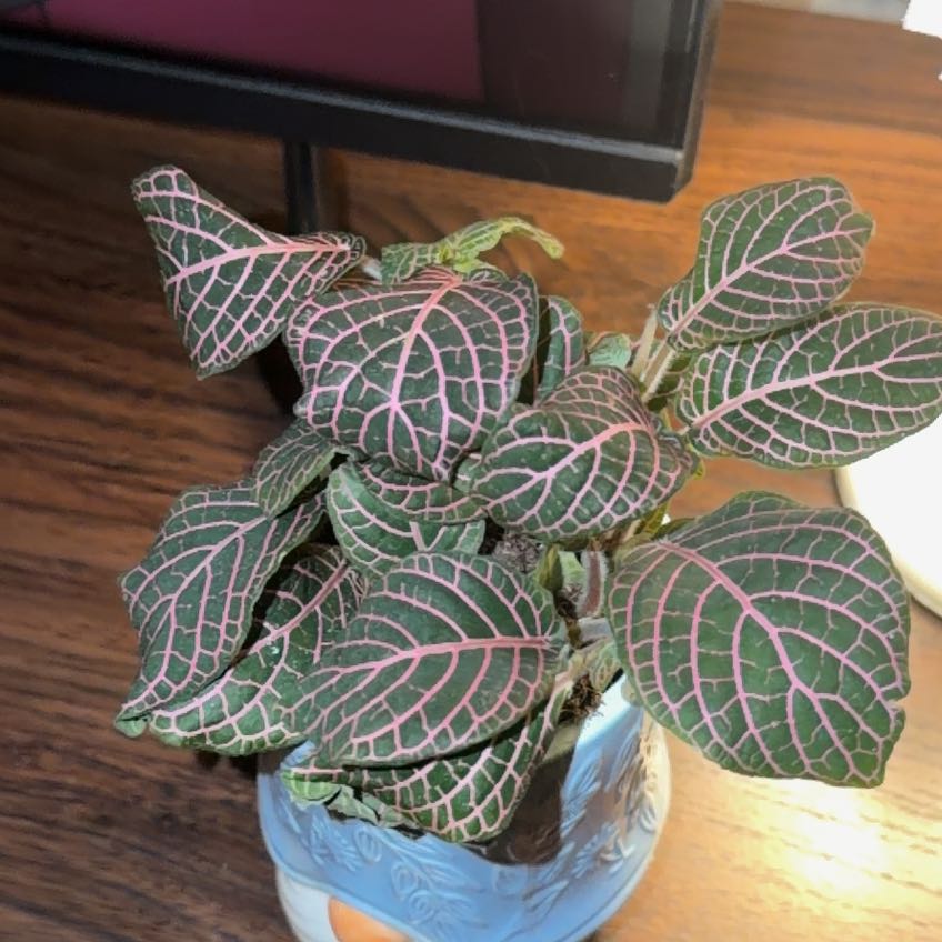 Photo of the plant species Red Vein Fittonia by @EarthyCoojong24 named Poppy on Greg, the plant care app