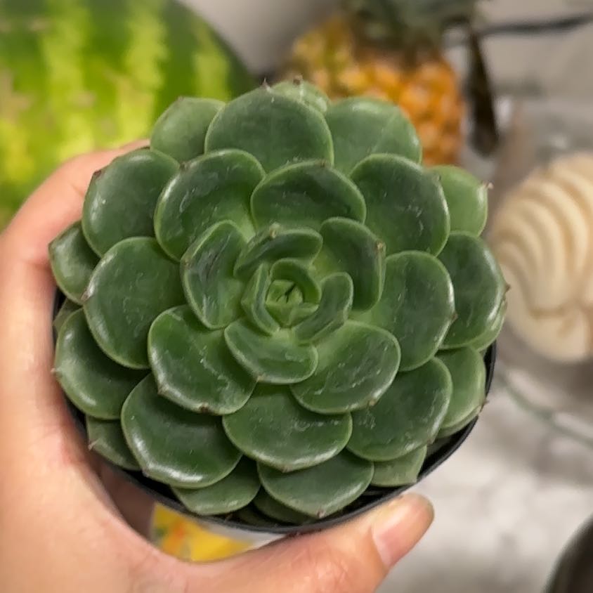 Photo of the plant species Elfstone by @RichBigfoot96 named Gregarious on Greg, the plant care app