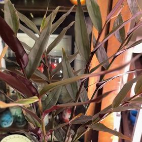 Photo of the plant species Ginger Bamboo by @Qtpiestevenson named Winston on Greg, the plant care app