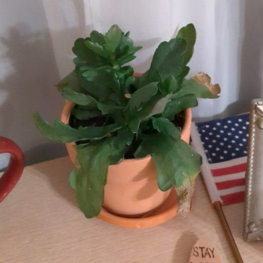 Photo of the plant species Calandiva by @HipOmnom66 named Prissy on Greg, the plant care app