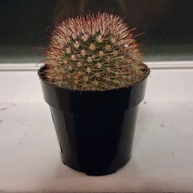 Photo of the plant species Mammillaria spinosissima f. rubrispina by @AccreditedFern5 named Lebron on Greg, the plant care app